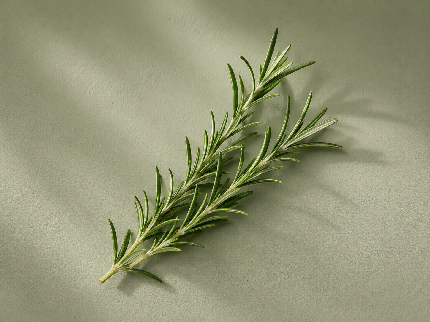 Ingredient — botanical